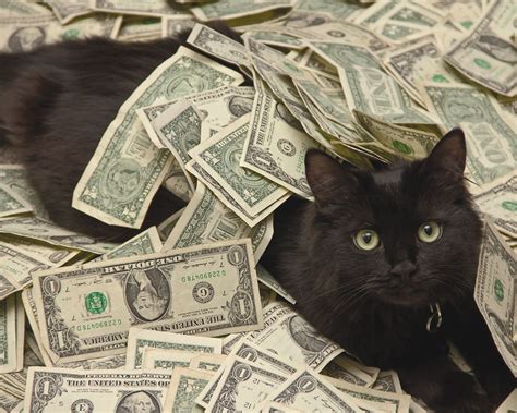 Cats And Cash betsul